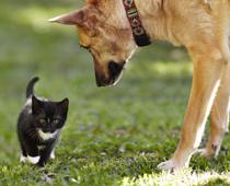 english-list-cat-small.jpg