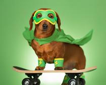 english-list-dog-small.jpg
