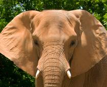 english-question-elephant-small.jpg