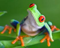 english-question-frog-small.jpg