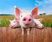 english-read-me-pigs-small.jpg