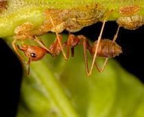 english-squish2-ant-small.jpg