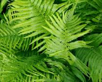 er-fern-B.jpg