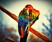 er-perch-B.jpg