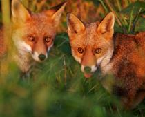 es-fox-B.jpg
