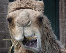 est-camel-B.jpg