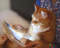 est-cat-B.jpg