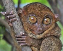 est-tarsier-B.jpg