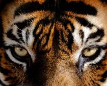 est-tiger-B.jpg