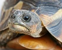 est-tortoise-B.jpg