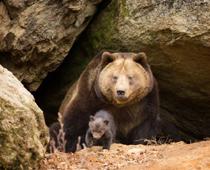exp-bear-B.jpg