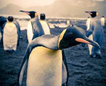 exp-penguin-B.jpg