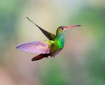 feathered-humming1-B.jpg