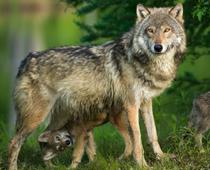 ff-wolf-B.jpg