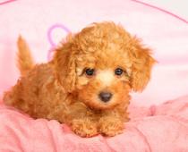 ful-dog-B.jpg