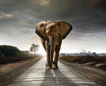 g-elephant-B.jpg