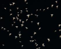 gn-insect-B.jpg