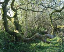gn-tree-B.jpg