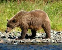 heard-bear-B.jpg