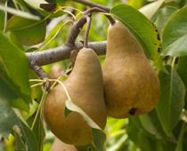 heard-pear-B.jpg