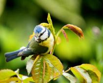 igh-bird-B.jpg