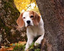ild-dog-B.jpg