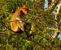 ild-monkey-B.jpg