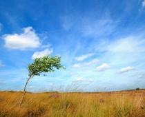 ild-tree-B.jpg