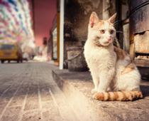 imp-1-cat-B.jpg
