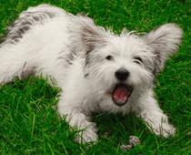 imp-1-dog-B.jpg