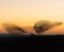 imp-2-bird-B.jpg
