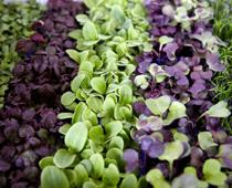 imp-2-cress-B.jpg