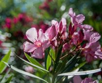 imp-3-plant-B.jpg