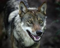 imp-3-wolf-B.jpg