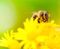 ing-buzz-B.jpg