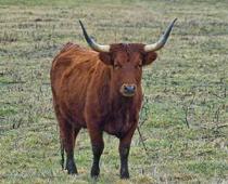 j-bull-B.jpg