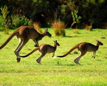 k-kangaroo-B.jpg