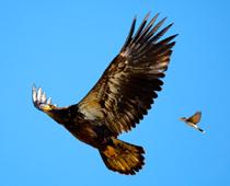 le-bird-B.jpg