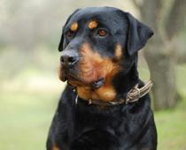 less-dog-B.jpg