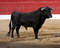 ll-bull-B.jpg