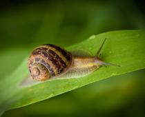 ly-leaf-B.jpg