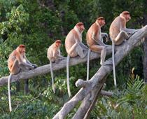 monkey-species-small.jpg