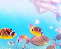 ness-fish-B.jpg