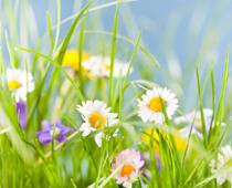 ng-spring-B.jpg