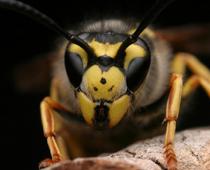 ng-stung-B.jpg