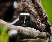 nk-skunk-B.jpg