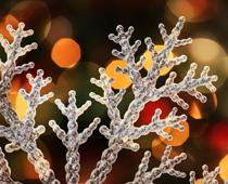 noun-1-snowflake-B.jpg