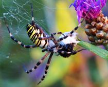 noun-2-spider-B.jpg