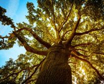 oa-oak-B.jpg