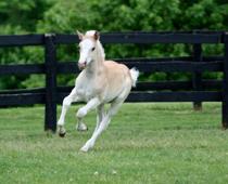 or-horse-B.jpg